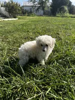 White girl , a female Poodle - Toy  for sale in Rockvale, TN – 7 of 7