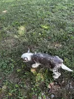 Thl spotted boy, a male Chinese Crested for sale in Rockvale, TN – 4 of 7