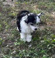 Tri puff boy, a male Chinese Crested for sale in Rockvale, TN – 3 of 8