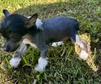Hhl boy , a male Chinese Crested for sale in Rockvale, TN – 5 of 9