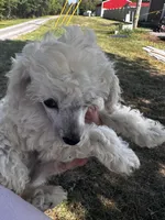 White girl , a female Poodle - Toy  for sale in Rockvale, TN – 3 of 7