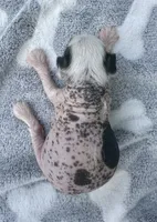 Thl spotted boy, a male Chinese Crested for sale in Rockvale, TN – 7 of 7