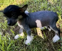 Hhl boy , a male Chinese Crested for sale in Rockvale, TN – 2 of 9