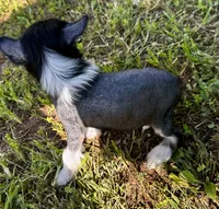 Hhl boy , a male Chinese Crested for sale in Rockvale, TN – 4 of 9