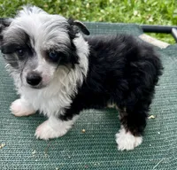 Tri female w/blue eye , a female Chinese Crested for sale in Rockvale, TN – 3 of 7