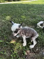 Thl spotted boy, a male Chinese Crested for sale in Rockvale, TN – 1 of 7