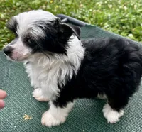 Tri female w/blue eye , a female Chinese Crested for sale in Rockvale, TN – 4 of 7