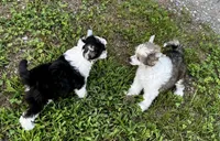 Sable & white boy , a male Chinese Crested for sale in Rockvale, TN – 4 of 8