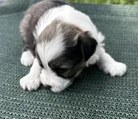 Sable & white boy , a male Chinese Crested for sale in Rockvale, TN – 3 of 4