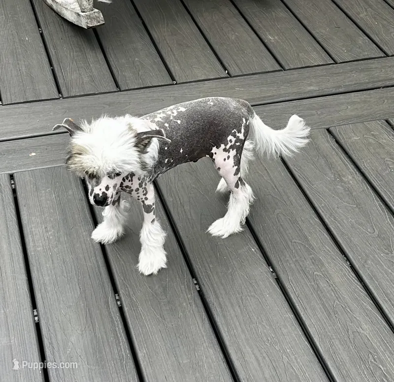 Hhl boy – Chinese Crested puppy for sale in Rockvale, TN