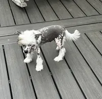 Hhl boy, a male Chinese Crested for sale in Rockvale, TN – 1 of 6