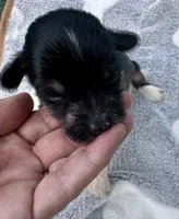 Hhl boy , a male Chinese Crested for sale in Rockvale, TN – 7 of 9