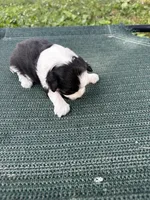 Tri puff boy, a male Chinese Crested for sale in Rockvale, TN – 4 of 4