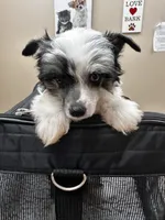 Tri female w/blue eye , a female Chinese Crested for sale in Rockvale, TN – 6 of 7