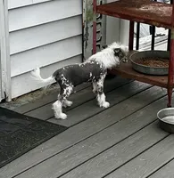 Hhl boy, a male Chinese Crested for sale in Rockvale, TN – 5 of 6