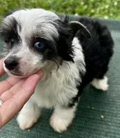 Tri female w/blue eye , a female Chinese Crested for sale in Rockvale, TN – 1 of 7