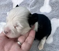 Puff boy, a male Chinese Crested for sale in Rockvale, TN – 2 of 3