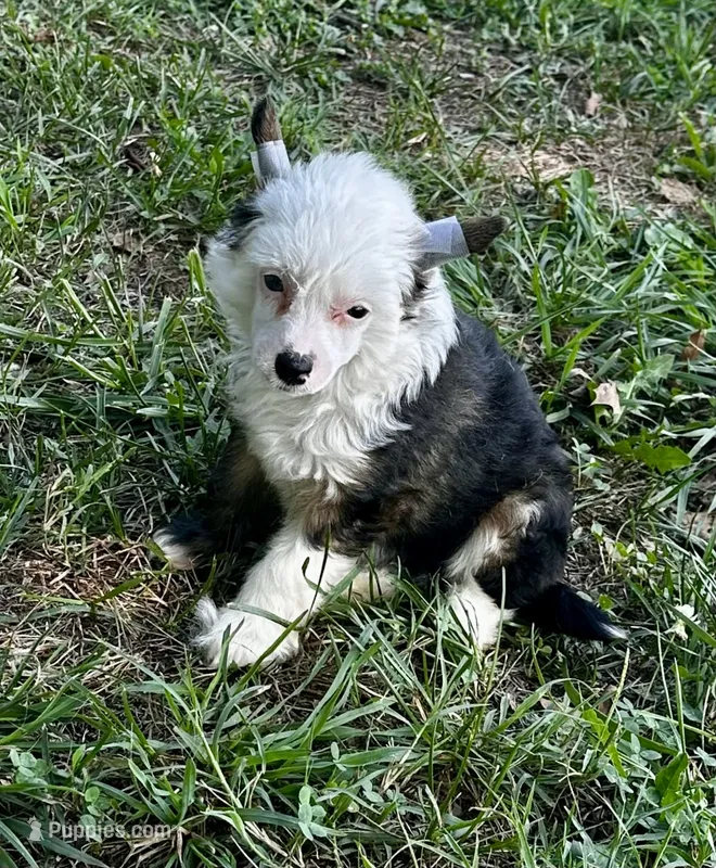 Puff boy w blue eye  – Chinese Crested puppy for sale in Rockvale, TN