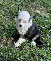 Puff boy w blue eye , a male Chinese Crested for sale in Rockvale, TN – 1 of 6