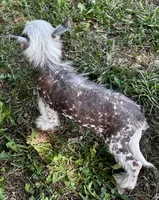 Thl spotted boy, a male Chinese Crested for sale in Rockvale, TN – 2 of 7