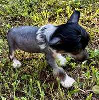 Hhl boy , a male Chinese Crested for sale in Rockvale, TN – 3 of 9
