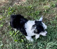 Tri puff boy, a male Chinese Crested for sale in Rockvale, TN – 4 of 8