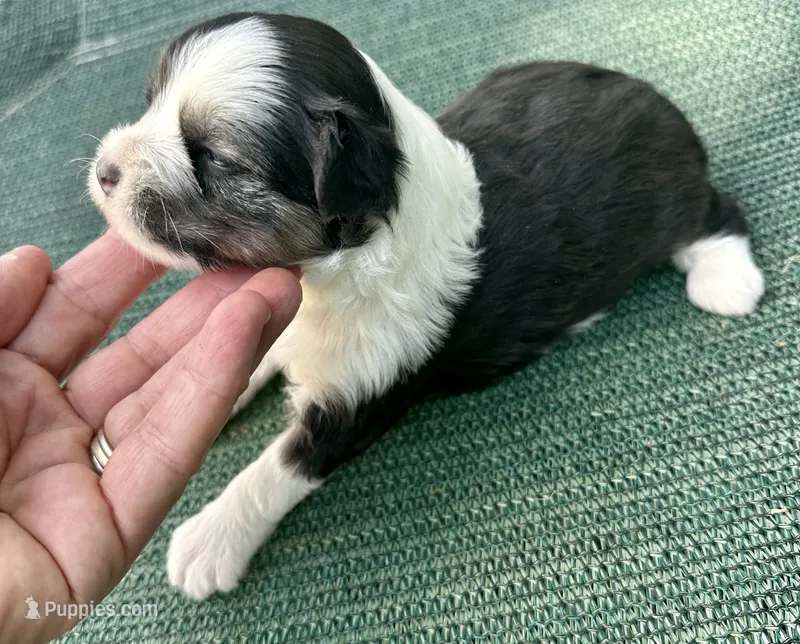 Tri puff boy – Chinese Crested puppy for sale in Rockvale, TN