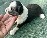 Tri puff boy, a male Chinese Crested for sale in Rockvale, TN – 1 of 4