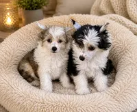 Sable & white boy , a male Chinese Crested for sale in Rockvale, TN – 2 of 8