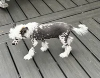 Hhl boy, a male Chinese Crested for sale in Rockvale, TN – 2 of 6
