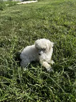 White girl , a female Poodle - Toy  for sale in Rockvale, TN – 2 of 7