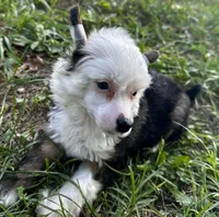 Puff boy w blue eye , a male Chinese Crested for sale in Rockvale, TN – 3 of 6