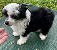 Tri female w/blue eye , a female Chinese Crested for sale in Rockvale, TN – 2 of 7