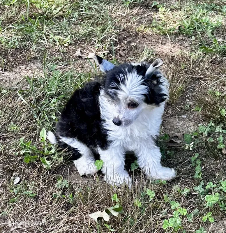 Tri puff boy – Chinese Crested puppy for sale in Rockvale, TN