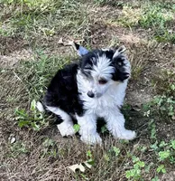 Tri puff boy, a male Chinese Crested for sale in Rockvale, TN – 1 of 8