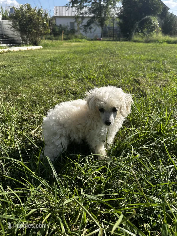 White girl  – Poodle - Toy  puppy for sale in Rockvale, TN
