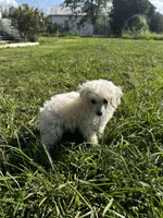White girl , a female Poodle - Toy  for sale in Rockvale, TN – 1 of 7