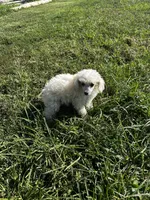 White girl , a female Poodle - Toy  for sale in Rockvale, TN – 6 of 7