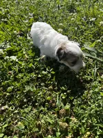 Sable & white boy , a male Chinese Crested for sale in Rockvale, TN – 5 of 8