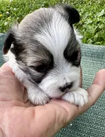Sable & white boy , a male Chinese Crested for sale in Rockvale, TN – 1 of 4