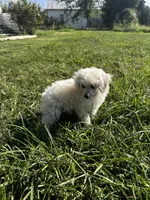 White girl , a female Poodle - Toy  for sale in Rockvale, TN – 4 of 7