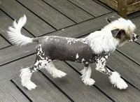 Hhl boy, a male Chinese Crested for sale in Rockvale, TN – 3 of 6