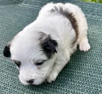White with sable boy , a male Chinese Crested for sale in Rockvale, TN – 2 of 2