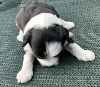 Tri puff boy, a male Chinese Crested for sale in Rockvale, TN – 3 of 4