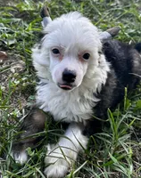 Puff boy w blue eye , a male Chinese Crested for sale in Rockvale, TN – 2 of 6