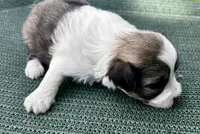 Sable & white boy , a male Chinese Crested for sale in Rockvale, TN – 4 of 4