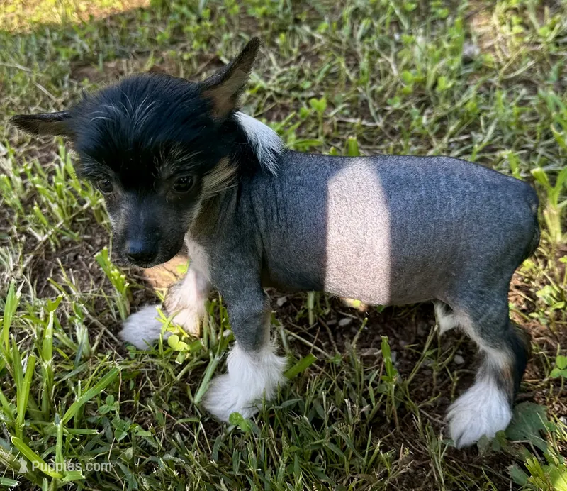 Hhl boy  – Chinese Crested puppy for sale in Rockvale, TN