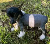 Hhl boy , a male Chinese Crested for sale in Rockvale, TN – 1 of 9