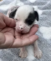 Thl spotted boy, a male Chinese Crested for sale in Rockvale, TN – 6 of 7