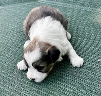 Sable & white boy , a male Chinese Crested for sale in Rockvale, TN – 2 of 4